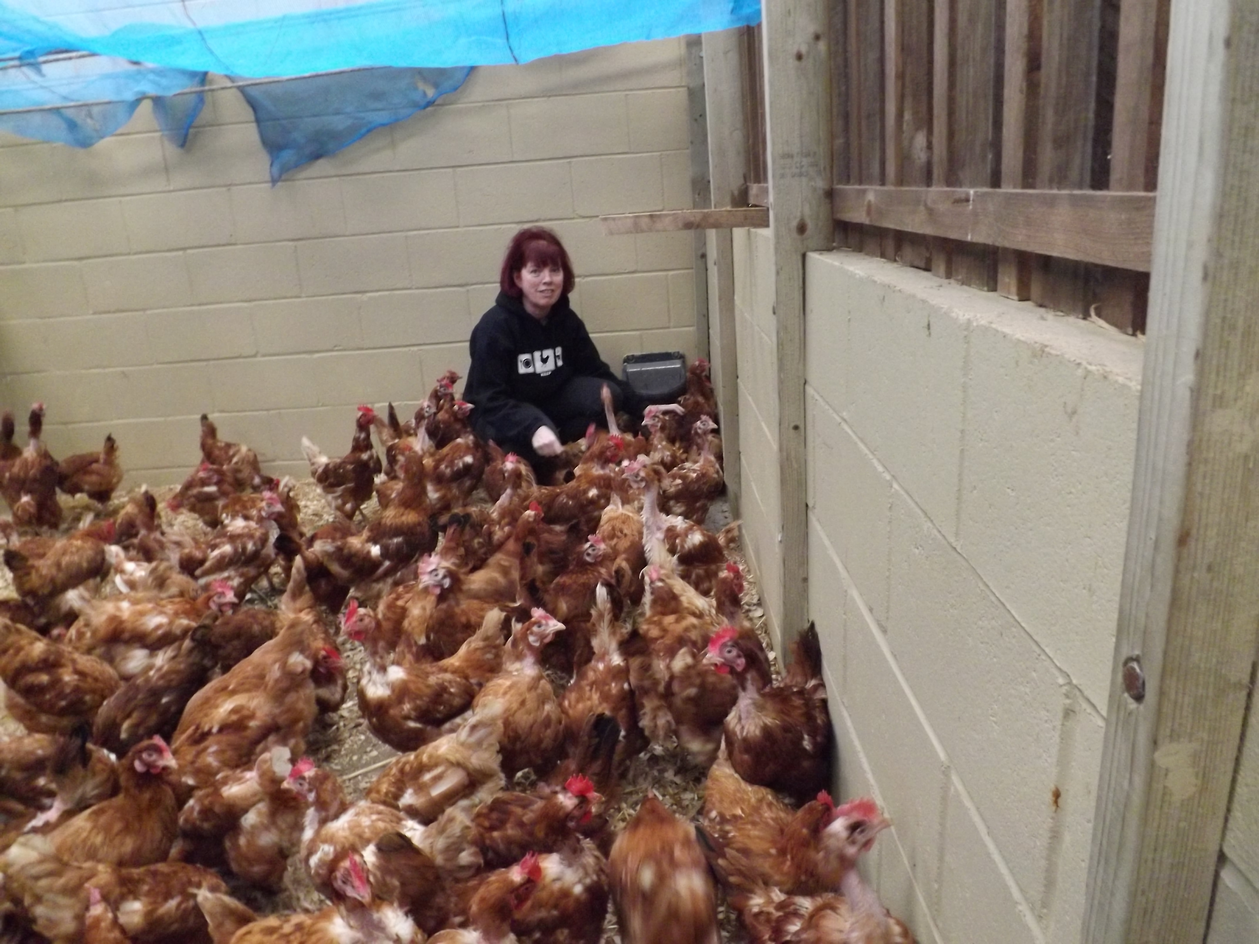 fresh start for hens  Life with the Ex-Batts