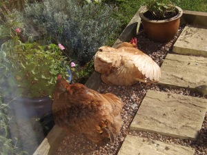 Greta and Flora sunbathing in the so-called Humans' Garden